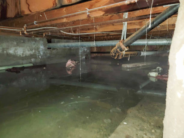 Best Flood damage cleanup  in Spring Hill, KS