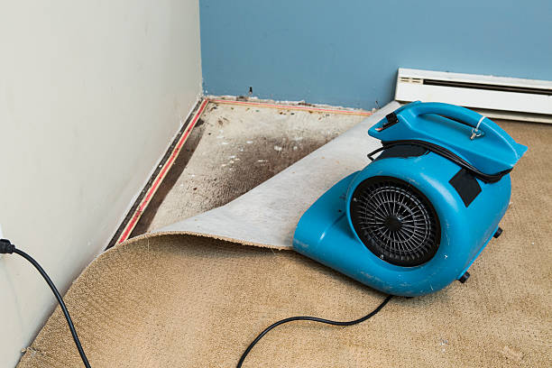 Best Ceiling water damage repair  in Spring Hill, KS
